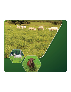  Recomendações da Mesa Brasileira da Pecuária Sustentável ao programa Caminho Verde Brasil