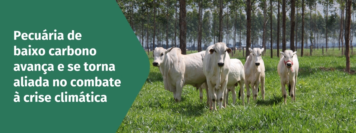 Pecuária de baixo carbono avança e se torna aliada no combate à crise climática