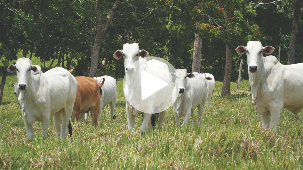 miniatura-youtube-episodio-4-tsl