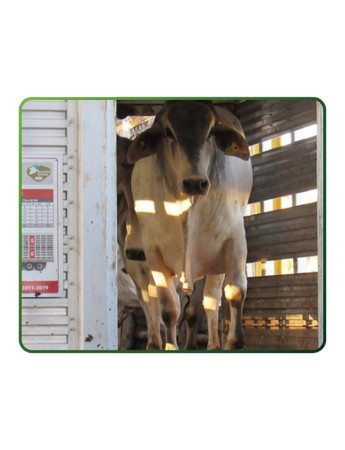 Posicionamento da Mesa Brasileira da Pecuária Sustentável sobre transporte animal