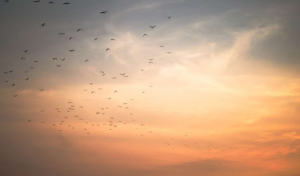 1920-sunset-sky-with-bird-group-1140x570