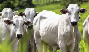 vecteezy_herd-of-nelore-cattle-grazing-in-a-pasture_3516791-1140x570